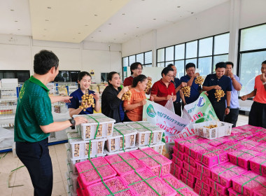 กระจายลำไยสดช่อ ช่วยยกระดับราคาให้สูงขึ้น พารามิเตอร์รูปภาพ 5
